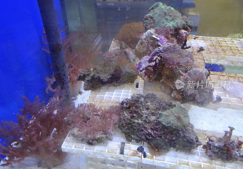 海洋水族箱/咸水珊瑚礁缸，活珊瑚碎片出售